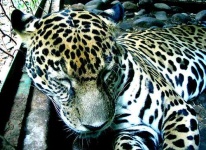 image of jaguar_car