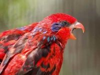 image of lory