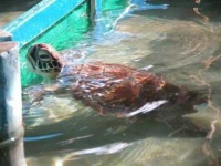 image of terrapin
