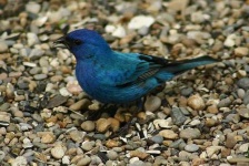 image of indigo_bunting