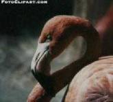 image of animal