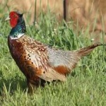 image of ring_necked_pheasant #5