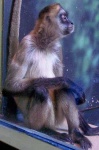 image of spider_monkey