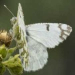 image of animal