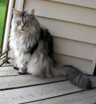 image of maine_coon #1