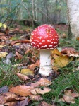 image of agaric