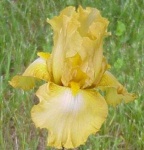 image of bearded_iris #4