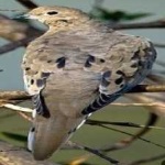 image of bird