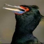 image of bird