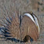 image of bird