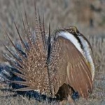 image of greator_sage_grouse #12