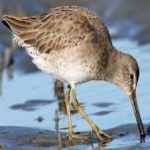 image of bird