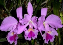 image of flower