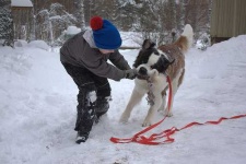 image of saint_bernard