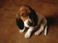 image of beagle