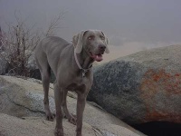 image of weimaraner