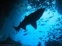 image of tiger_shark
