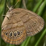 image of animal