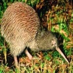 image of bird