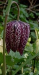 image of flower