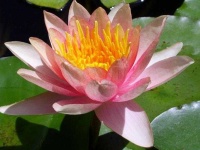 image of flower