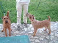 image of irish_terrier #29