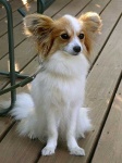 image of papillon