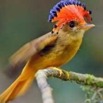 image of bird