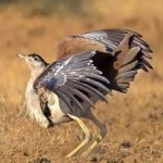 image of bird