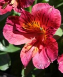 image of flower