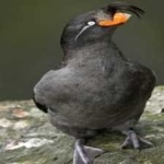 image of bird