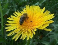 image of flower