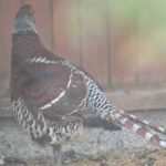 image of bird