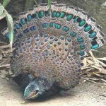 image of bird