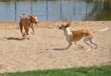 image of ibizan_hound