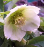 image of flower