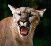 image of cougar_face