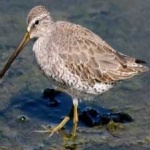 image of short_billed_dowitcher