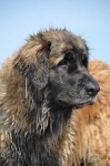 image of leonberg
