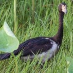 image of bird
