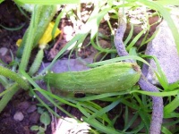 image of cucumber