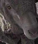 image of animal