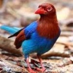 image of bird