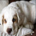 image of animal