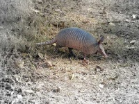 image of armadillo #21