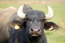 image of water_buffalo