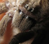 image of tarantula
