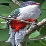 image of bird