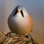 image of bird