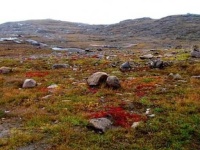 image of tundra